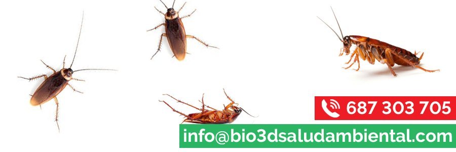 Empresa de control de plagas en Sevilla